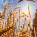 В Крыму идет уборочная кампания зерновых и зернобобовых культур 2022